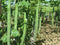 Snake Gourd Long Seeds